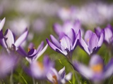 Crocuses Photographic Print by Frank Krahmer