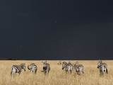 Burchell's Zebras on Savanna Below Stormy Sky Fotografisk tryk af Paul Souders