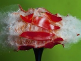 Tomato Surprise Impressão fotográfica por Alan Sailer Tomato Surprise Impressão fotográfica por Alan Sailer