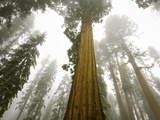Giant Sequoia trees in snow and fog in Sequoia National Park Photographic Print by John Eastcott & Yva Momatiuk