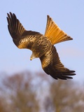 Red Kite in flight Photographie par Andrew Parkinson