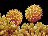 Pollen on pistel of Morning glory Photographic Print by Micro Discovery 