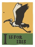 I is for ibis Reproduction procédé giclée