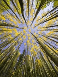 Golden Aspen Trees Seen From Below Photographic Print by John Eastcott & Yva Momatiuk