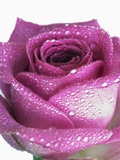 Purpurfarbene Rose Fotografie-Druck von Frank Krahmer