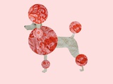 Poodle on pink background Photographie