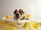 Bulldog Puppy in Miniature Bathtub Photographie par Larry Williams