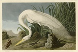 Silberreiher Giclée-Druck von John James Audubon