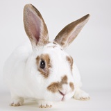 White and tan rabbit Photographic Print by Michael Kloth