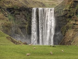 Skogarfoss with grazing sheep Photographic Print