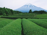 Mt. Fuji from tea plantation, Fujinomiya city, Shizuoka prefecture, Japan Photographic Print