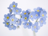 Arctic forget-me-nots Photographie par John Norris
