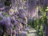 Spring garden Photographic Print