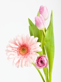 Pink Gerbera daisy, tulip and ranunculus Photographic Print by Frank Lukasseck