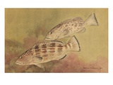 Painting of fish in the grouper family. Giclee Print by National Geographic Society 