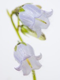 Bearded Bellflower Photographic Print by John Norris