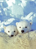 Three-month Old Twin Polar Bear Cubs (Ursus Maritimus) Resting on Their Mother's Back, Coastal Huds Photographic Print by Wayne Lynch