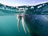 Paul Souders - Walrus Swimming at Water Surface Near Tiholmane Island - Fotografik Baskı Paul Souders - Walrus Swimming at Water Surface Near Tiholmane Island - Fotografik Baskı