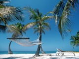 Ron Watts - Hammock and Palm Trees, Great Barrier Reef, Northern Caye, Belize Fotografická reprodukce Ron Watts - Hammock and Palm Trees, Great Barrier Reef, Northern Caye, Belize Fotografická reprodukce