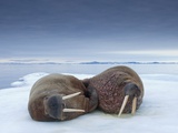 Walruses lying on ice Fotografie-Druck von Paul Souders