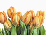 Tulpen Fotografie-Druck von Frank Krahmer