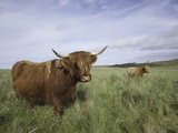 Shaggy haired highland cows Photographie par Macduff Everton