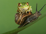 Tree Frog Resting on Snail's Shell Photographie par David Aubrey