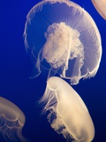 Moon Jelly Photographic Print by Frank Lukasseck