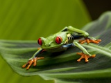 Tree Frog in Costa Rica Photographie par Paul Souders