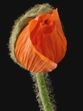 Corn Poppy Bud, Close-up Photographic Print by Claudia Rehm