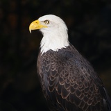 Eagle Photographic Print