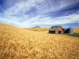 Wheat Field Surrounding Barn Photographic Print by Craig Tuttle