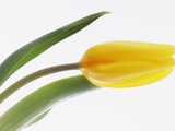 Tulip, tulipa gesneriana, close-up Photographic Print