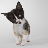 Calico kitten Photographic Print by Michael Kloth
