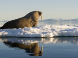 Walrus on Iceberg Near Kapp Lee in Midnight Sun Fotografisk tryk af Paul Souders Walrus on Iceberg Near Kapp Lee in Midnight Sun Fotografisk tryk af Paul Souders