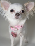 Chihuahua Photographic Print by Renee DeMartin