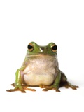 Curious Green Frog, Peering at Camera, White Background Lámina fotográfica por Darwin Wiggett Curious Green Frog, Peering at Camera, White Background Lámina fotográfica por Darwin Wiggett