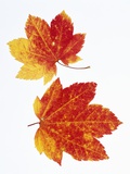 Maple Leaves in Autumn Color Photographic Print by Don Mason