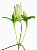 Clematis buds Photographic Print by Frank Krahmer