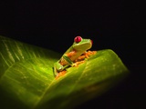 Red-eyed tree frog on leaf Photographic Print by Keren Su