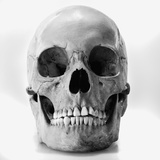 Human skull Photographic Print by Joe Clark
