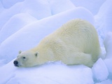 Adult Polar Bear (Ursus Maritimus) Cleaning Its Fur on the Snow. Svalbard, Arctic Norway. Photographic Print by Wayne Lynch