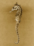 Sea Horse Photographic Print by John Kuss