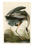 Kanadareiher Giclée-Druck von John James Audubon