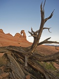 Delicate Arch of Arches National Park, Utah Photographic Print