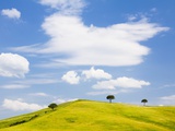 Pine trees on a ridge Fotografie-Druck von Frank Lukasseck