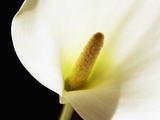 Common calla Photographic Print by Frank Krahmer