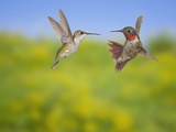 Ruby-throated Hummingbird (Archilochus colubris) Photographic Print