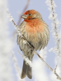 Male house finch on hoarfrost-covered tree in winter Photographic Print by Scott Smith
