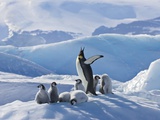 Keren Su - Emperor Penguin Parent and Chicks on Small Ice Mound Fotografická reprodukce Keren Su - Emperor Penguin Parent and Chicks on Small Ice Mound Fotografická reprodukce